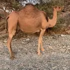 ناقه ملاقي