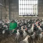 صوص فيومي شبابي دم صافي كله