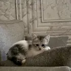 قطوه للتبني