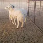 خروفين ورخل حريات العمر 3 شهور