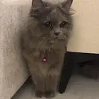 السلام عليكم