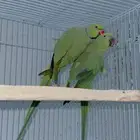اعرض لكم زوج دره هندي المطوق منتج مشروط شرط عنده أصوات جميل