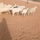 غنم حري
