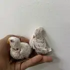 للبيع فروخ روز البينو