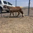 للبيع رخل سواكنيه درمانيه طيبه