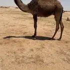 لبيع القعود
