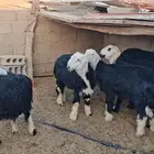 غنم نجدي