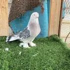 ذكر ثلجي كرست