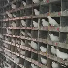 حمام فرنسي ابيض