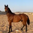 فرس لقاح