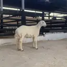 ذبائح للبيع ويوجد توصيل وشي نظيف وفاخر وشرط