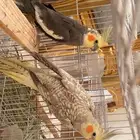 تم البيع زوج طيور كوكتيل منتج