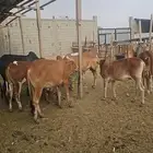 للبيع حلال طيب ونظيف