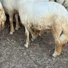 طليان في بلجرشي