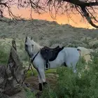 حصان مصري بيور شييخ