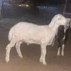 مواشي