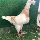 هومر بيوتي ذكر كريمي