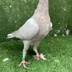 بيوتي هومر رديوس