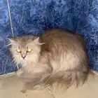 قطتين صغيرة للتبني