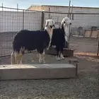 خرفان نجدا 2 جذعان