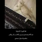 قط شيرازي اورنج كات للبيع مع جميع اغراضه