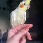 للبيع ببغاء الكروان الملكي