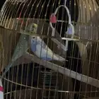 جوز طيور ( الروز )