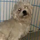كلب مالتيز للتبني