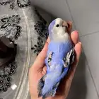 ببغاء هدد