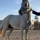 حصان واهو للبيع بسعر حلو والبيع سمح