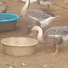 وز عراقي