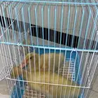 بطتين للتبني من يريدها يتواصل ع الرقم الموجود في حراج