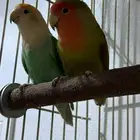 للبيع روز ودره وكروان