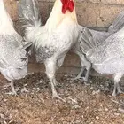 دجاج فيومي ألمنيوم