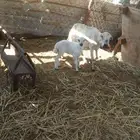 نعجه مهجنه تحتها رخله