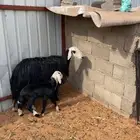 نجد نجديات خلفات اشباب