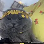 قط سكوتش فولد للتبني