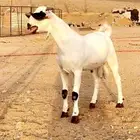 مشروع فحل بيشي صنف الصنف