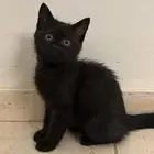 للتبني قط