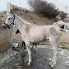 فرس ومهر