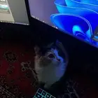 قطط شرازي