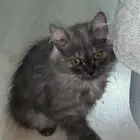 قطه شيرازي عمر 4 شهور