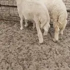 يوجد ذبايح حريه للبيع