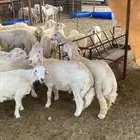 طليان جبر شي طيب