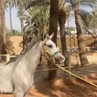 مهر واهو البيع شعبي