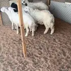 المزاحميه