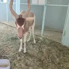 مها ابو عدس