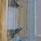 للبيع طيور روز