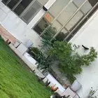 دجاج للبيع