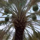 اخلاص نجران للبيع اكثر من 200 نخلة جاهز للقطع